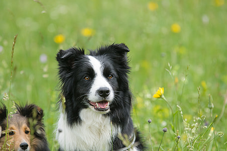 adult white and black border collie sitting on the green grass field thumbnail