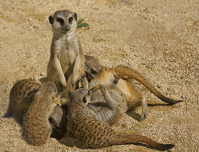group pf meerkat on ground thumbnail