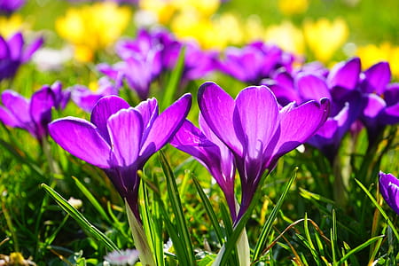 Purple Flower thumbnail