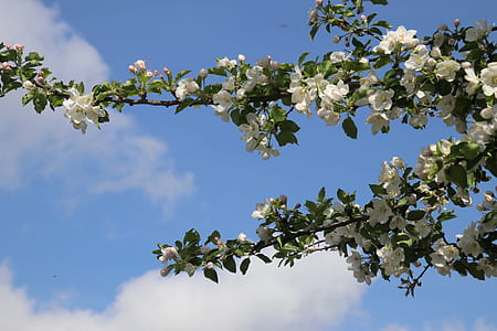 low-angle photography of white and pink petaled flower thumbnail