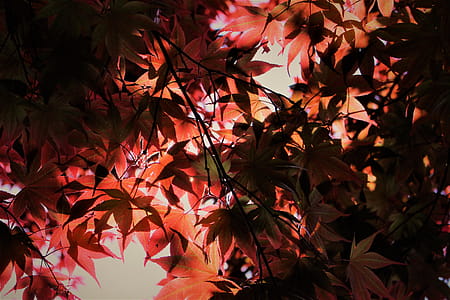 garden, park, leaves, tree thumbnail