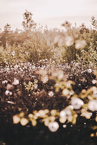 close up photography of white flower field thumbnail