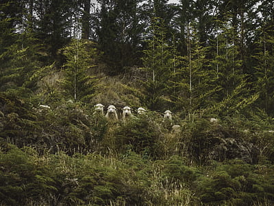 shallow focus photography of shirt sheep thumbnail