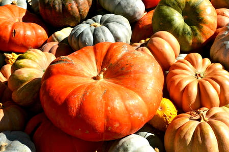 orange and grey pumpkins thumbnail