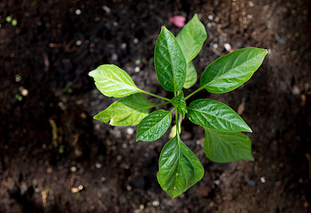 green leafed plant on garden soil thumbnail