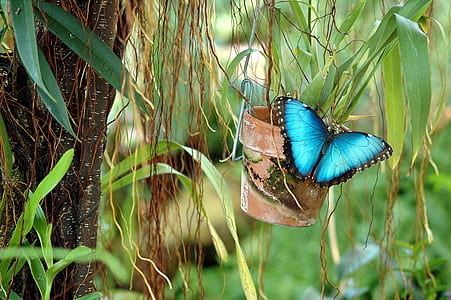 blue butterfly on plant pot thumbnail