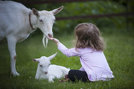 toddler wearing pink sweatshirt feeding a white goat thumbnail