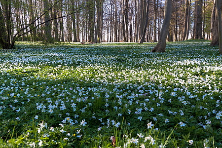 white flowers with grass thumbnail