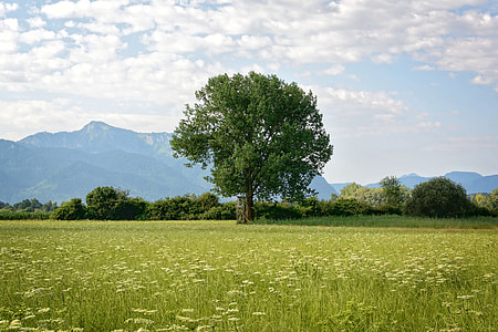 in distant photo of green leaf tree thumbnail