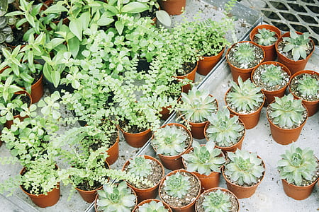 green plant lot thumbnail