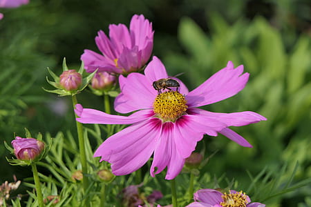 honey bee perching on pink flower thumbnail
