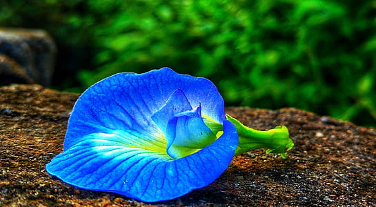 blue and green petaled flower thumbnail