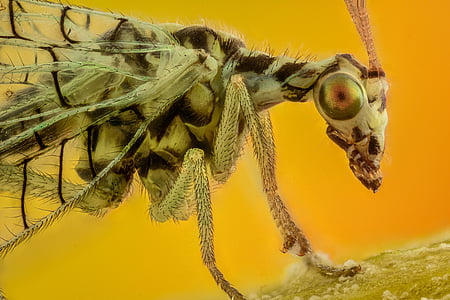 macro photography of green insect thumbnail