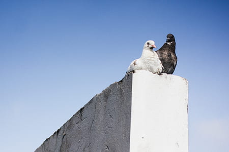two white and gray birds on gray concrete wall thumbnail