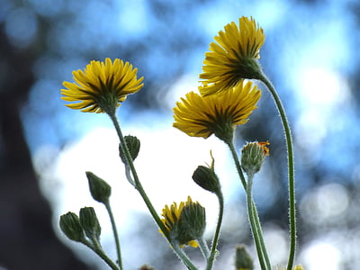 shallow focus photography of yellow flowers thumbnail