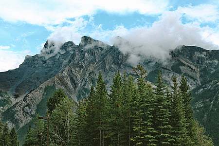 green pine trees near mountain at daytime thumbnail