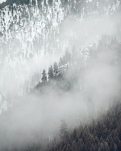 aerial photo of forest during daytime thumbnail