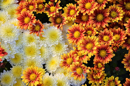 flat lay photography of sun flowers thumbnail