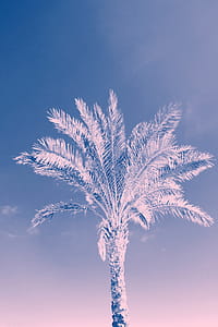 Low Angle Photo of Coconut Tree thumbnail