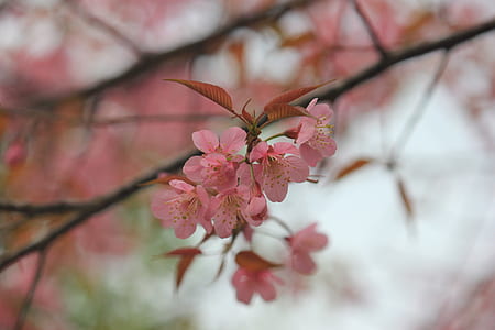 pink cherry blossom flowers close-up photography thumbnail