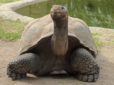 brown tortoise thumbnail