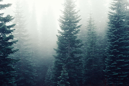 tall green tress covered with fogs thumbnail