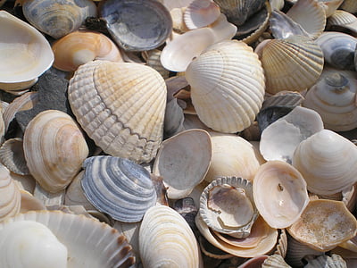 clamshell lot thumbnail
