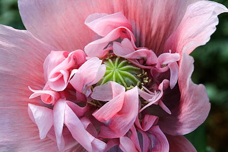 close-up photography of pink petaled flower thumbnail