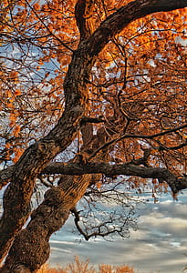 ground shot of maple tree thumbnail