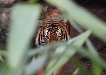 walking tiger thumbnail
