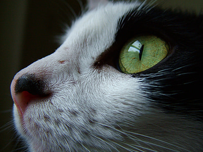 close-up photography of black and white cat thumbnail