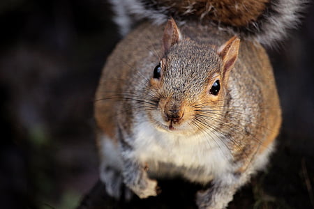 squirrel thumbnail