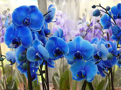 blue flowers during daytime in closeup photography thumbnail