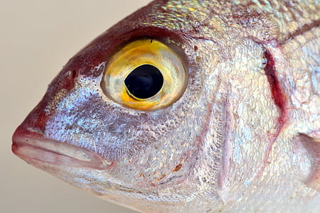close up photo of gray fish thumbnail