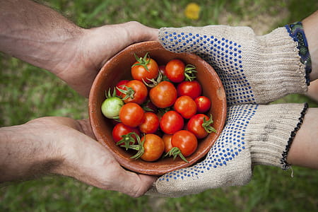 Fresh tomatoes thumbnail