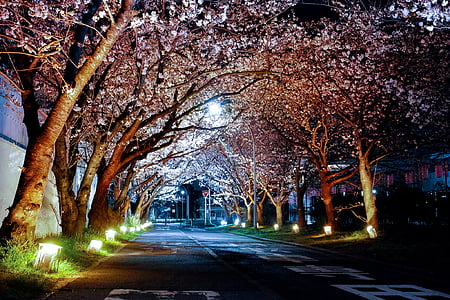 cherry blossom lighted street thumbnail