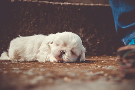 white puppy sleeping beside person's foot thumbnail