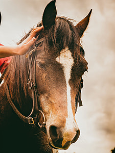 brown horse thumbnail