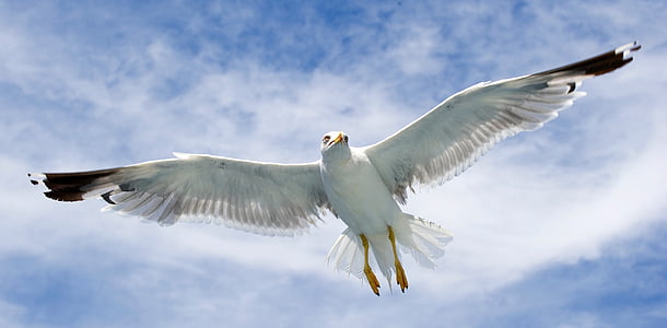 worm's eye view of white bird thumbnail