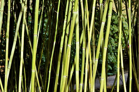 bamboo sticks thumbnail