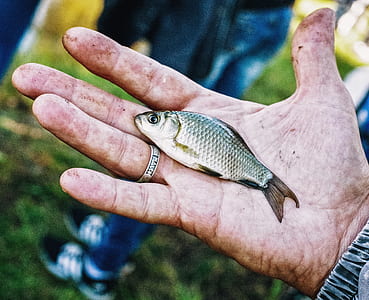 person holding grey fresh water fish thumbnail