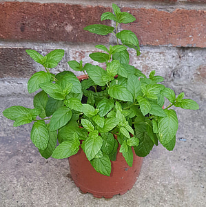 mint plant in pot thumbnail