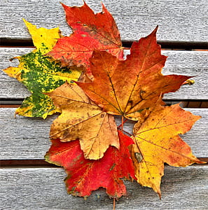 maple leaves on grey surface thumbnail