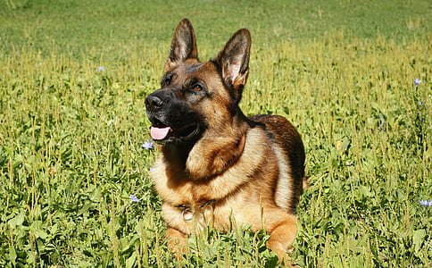 adult gray and brown German shepherd on grass field thumbnail