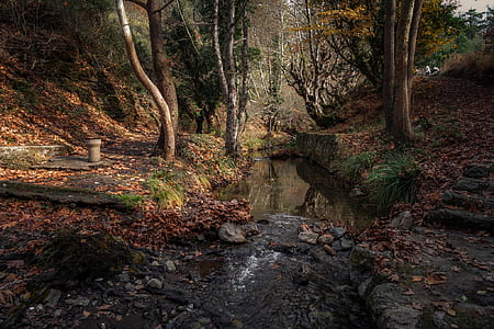 stream of water near trees and fallen leaves during daytime thumbnail