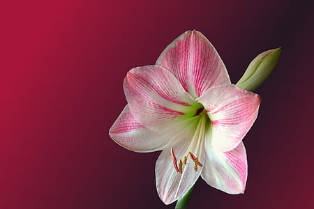 pink and white orchid with red background thumbnail