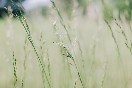 stilt photography of green plant field thumbnail
