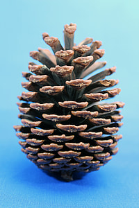 Pine Cones, Pine Beauty thumbnail