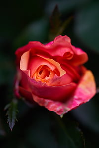 closeup photo of pink petaled flowers thumbnail