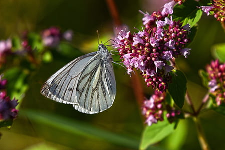selective focus photo of gray butterfly perched on red flowering tree thumbnail